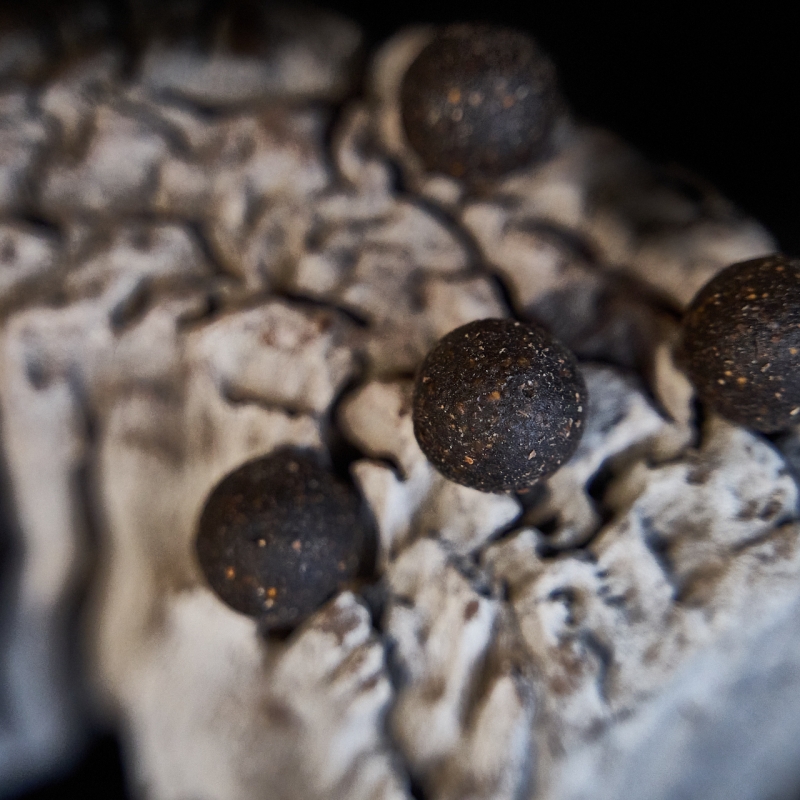 Futterboilie Monster-Crab