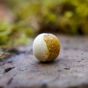 Carp Corner Wafters 25mm Frucht